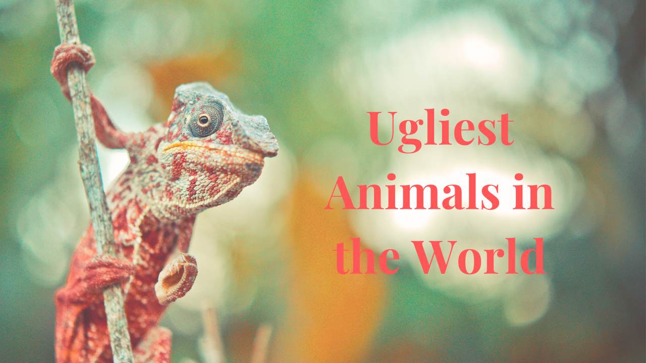 “Unmasking Nature’s Quirkiest: The Top 5 Ugliest Animals in the World”