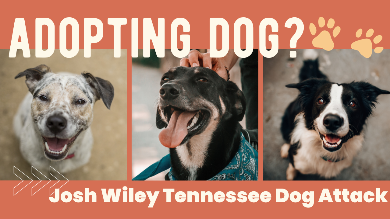 Josh Wiley Tennessee Dog Attack: Promoting Responsible Dog Ownership