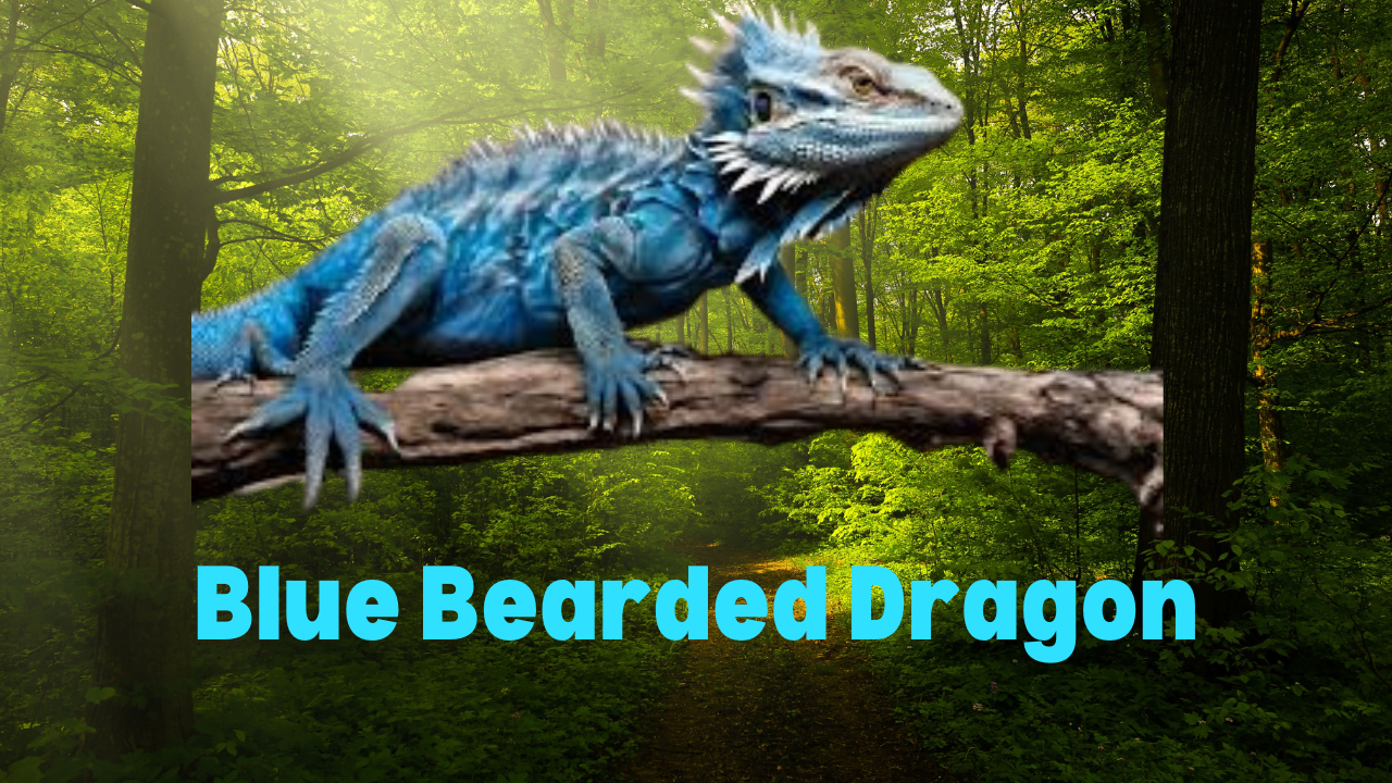 Unraveling the Mystique of the Blue Bearded Dragon: A Comprehensive Guide