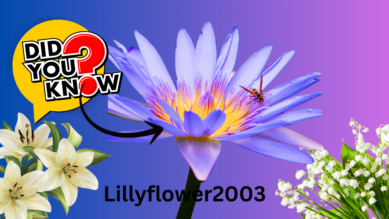 The Inspiring Journey of Lillyflower2003: Navigating the Digital Landscape