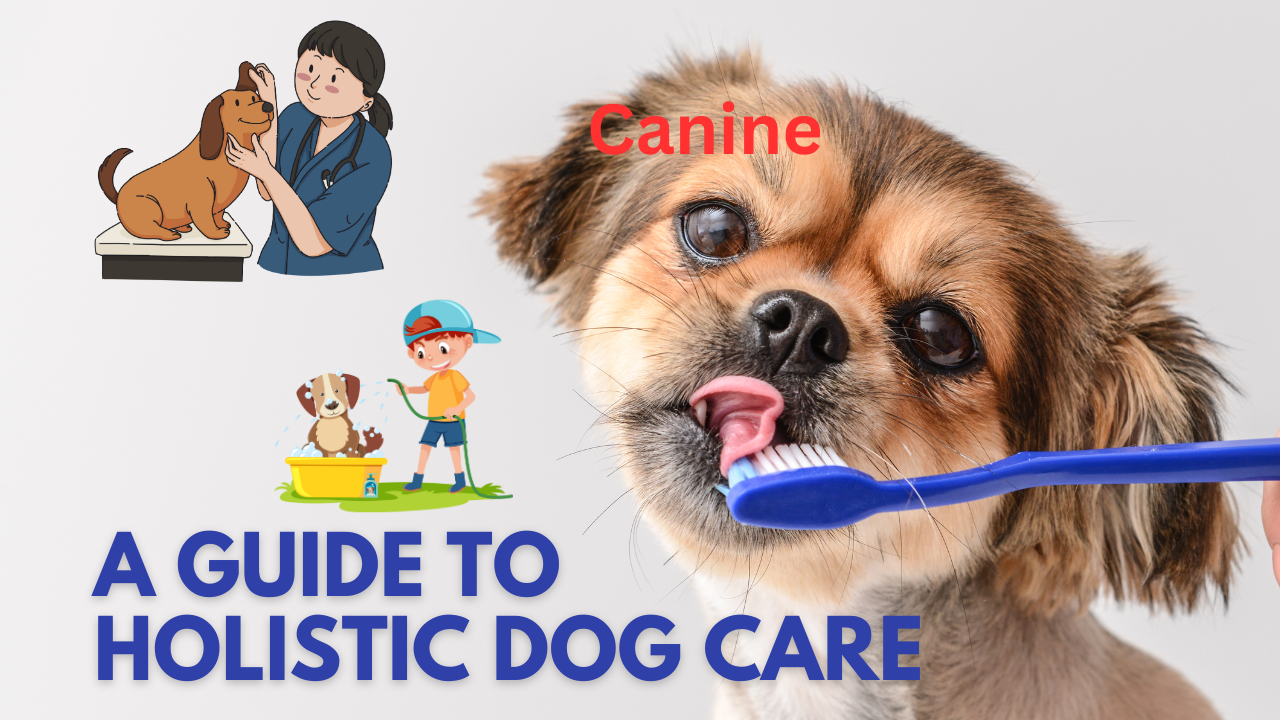 Canine Companionship: A Guide to Holistic Dog Care