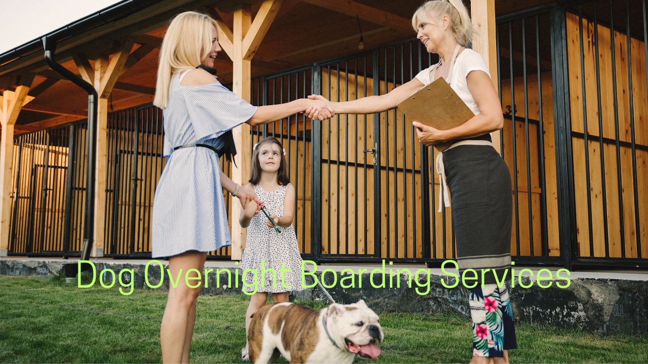 What To Expect From Dog Overnight Boarding Services